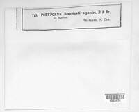 Polyporus niphodes image